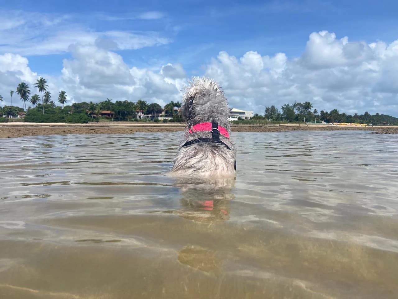 Praia de Sonho Verde · vista 7